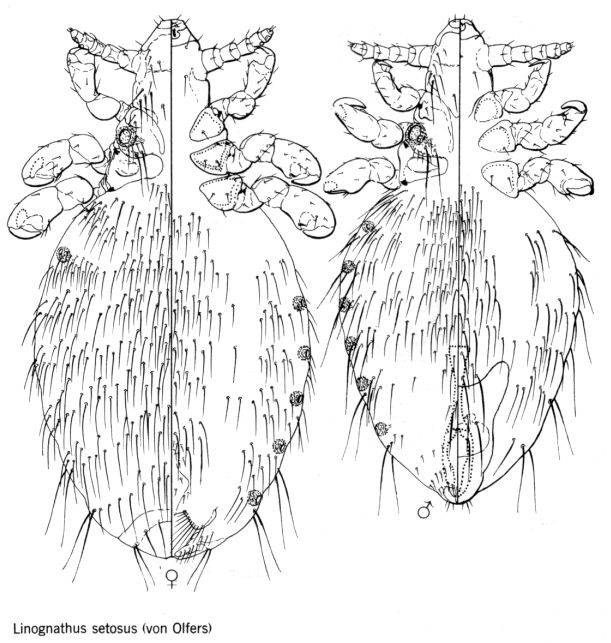 Линогнат щетинистый (лат. Linognathus setosus)
