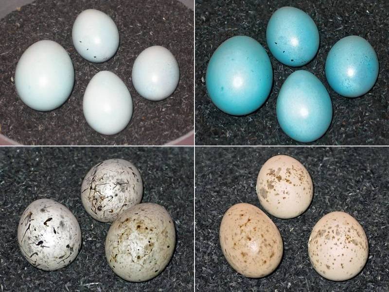 Яйца обыкновенной кукушки фото