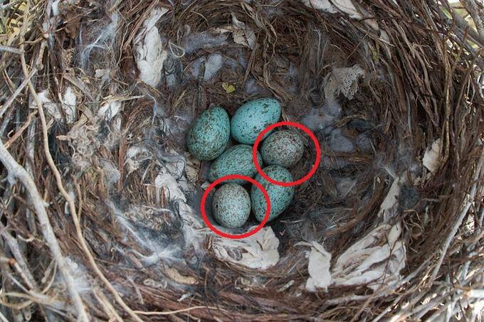 Яйца хохлатой кукушки в чужом гнезде фото