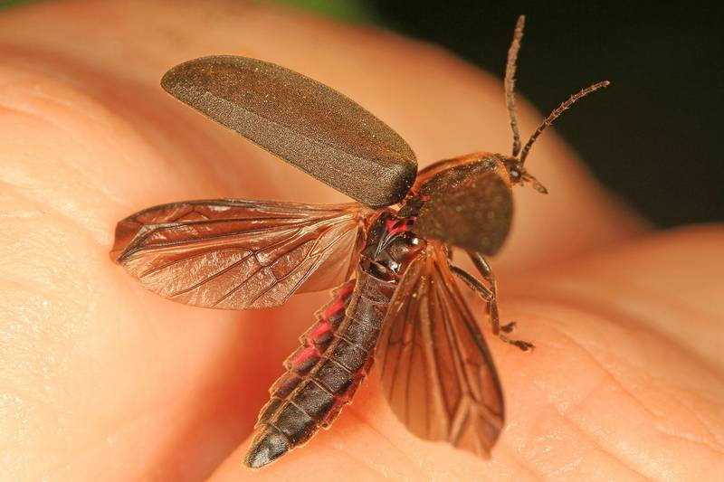 Крылья светлячка Ellychnia corrusca фото
