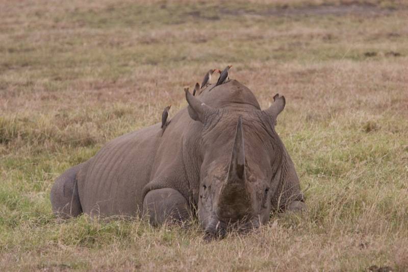 Буйволовы скворцы на спине носорога фото