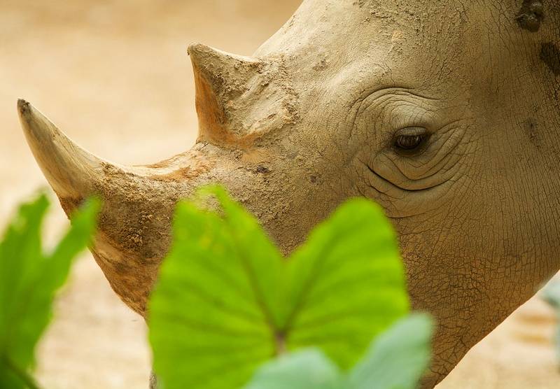 Глаза белого носорога фото
