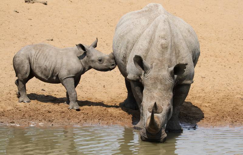Детеныш белого носорога фото