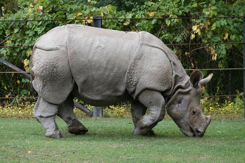 Индийский носорог фото (лат. Rhinoceros unicornis)