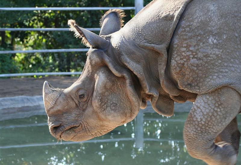 Морда индийского носорога фото