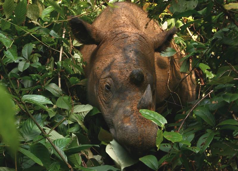 Морда панцирного носорога фото (лат. Dicerorhinus sumatrensis)