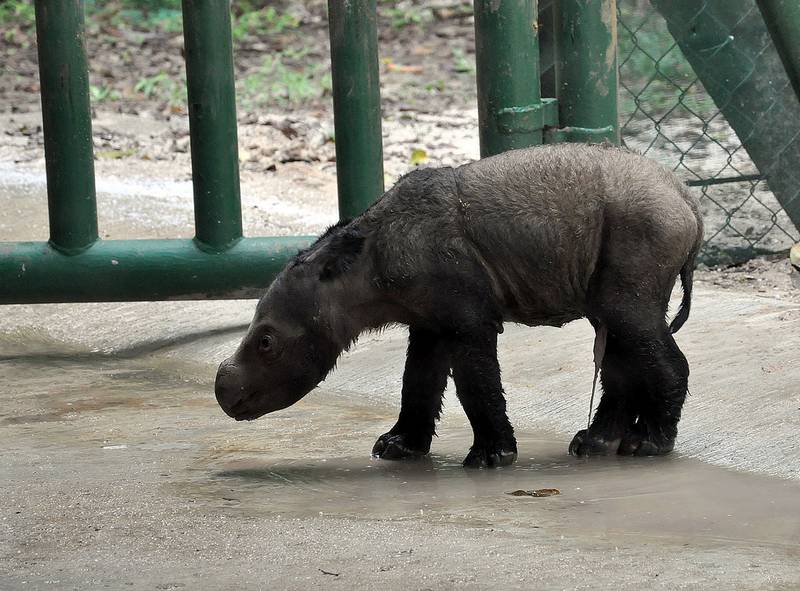 Новорожденный суматранский носорог фото