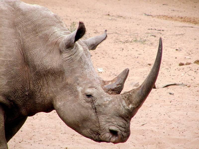 Рога белого носорога фото