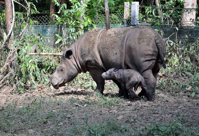 Суматранский носорог (панцирный носорог) фото (лат. Dicerorhinus sumatrensis)