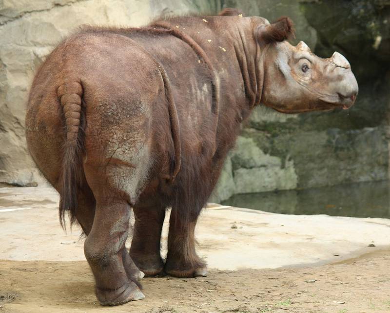 Шерсть суматранского носорога фото