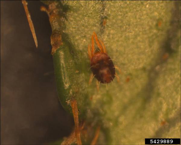 Как выглядит паутинный клещ Oligonychus ilicis фото