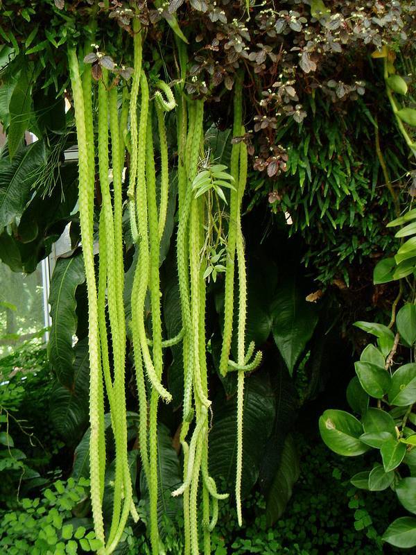 Апорокактус плетевидный, дизокактус плетевидный (лат. Aporocactus flagelliformis) фото