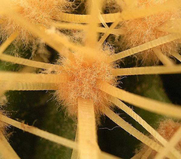 Ареола эхинокактуса Грузони фото (лат. Echinocactus grusonii)