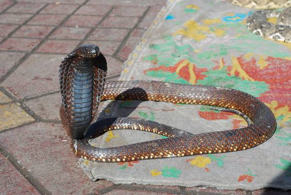 Египетская кобра (гая, настоящий аспид) фото (лат. Naja haje)