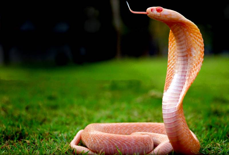 Индийская кобра альбинос фото (лат. Naja naja)