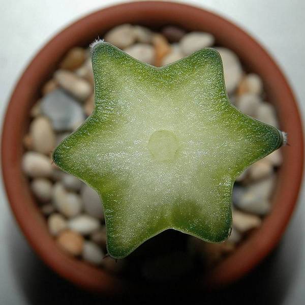 Кактус миртиллокактус геометрический в разрезе фото (лат. Myrtillocactus geometrizans)