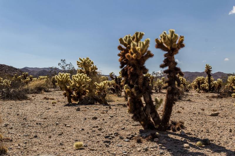 Кактусы цилиндропунции Бигелоу в пустыне фото (лат. Cylindropuntia bigelovii)