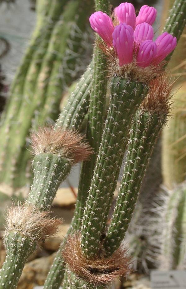 Кольцевой цефалий у кактуса аррохадоа кисточковидная фото (лат. Arrojadoa penicillata)