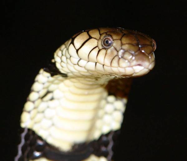 Кольчатая водяная кобра фото (лат. Naja annulata)