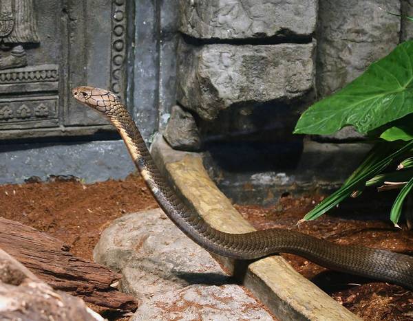 Королевская кобра фото (лат. Ophiophagus hannah)