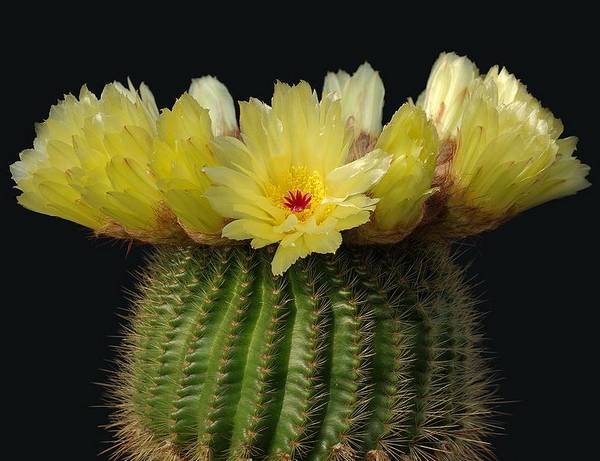 Красивый нотокактус наименьший с желтыми цветами фото (лат. Notocactus minimus)