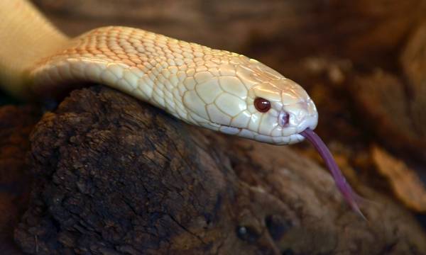 Моноклевая кобра альбинос фото (лат. Naja kaouthia)