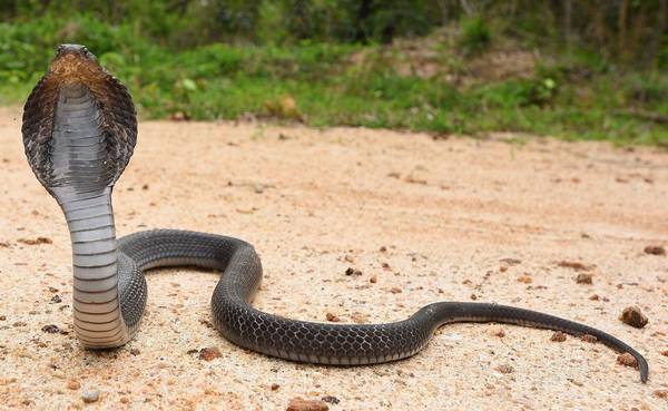 Сиамская кобра фото (лат. Naja siamensis)