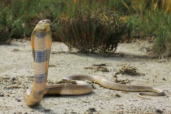 Среднеазиатская кобра фото (лат. Naja oxiana)