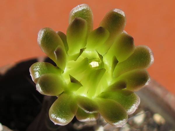 Цветок гимнокалициума Михановича зеленого цвета фото (лат. Gymnocalycium mihanovichii)