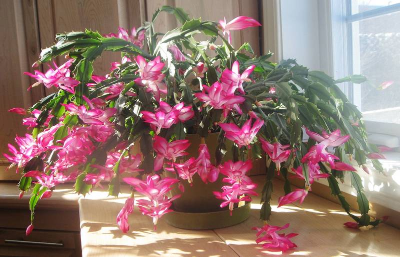 Шлюмбергера усечённая с розовыми цветами фото (лат. Schlumbergera truncata)