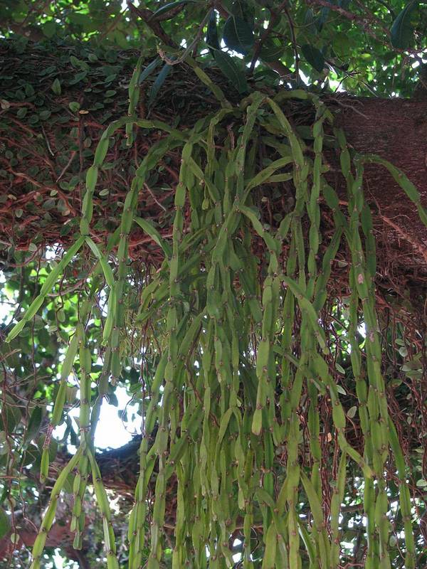 Эпифитный кактус Rhipsalis paradoxa фото
