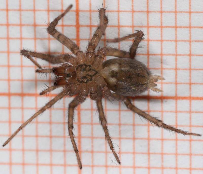 Домовый паук (тегенария домовая) фото (лат. Tegenaria domestica)