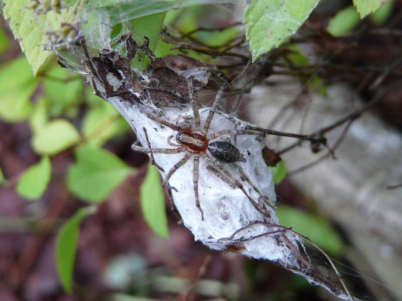 Кокон воронкового паука фото