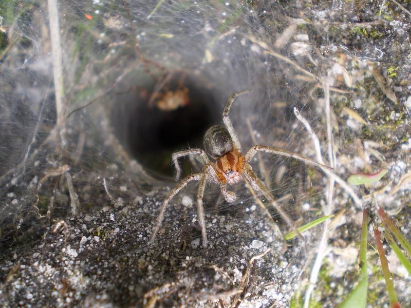 Лабиринтовый паук (агелена лабиринтовая) фото (лат. Agelena labyrinthica)