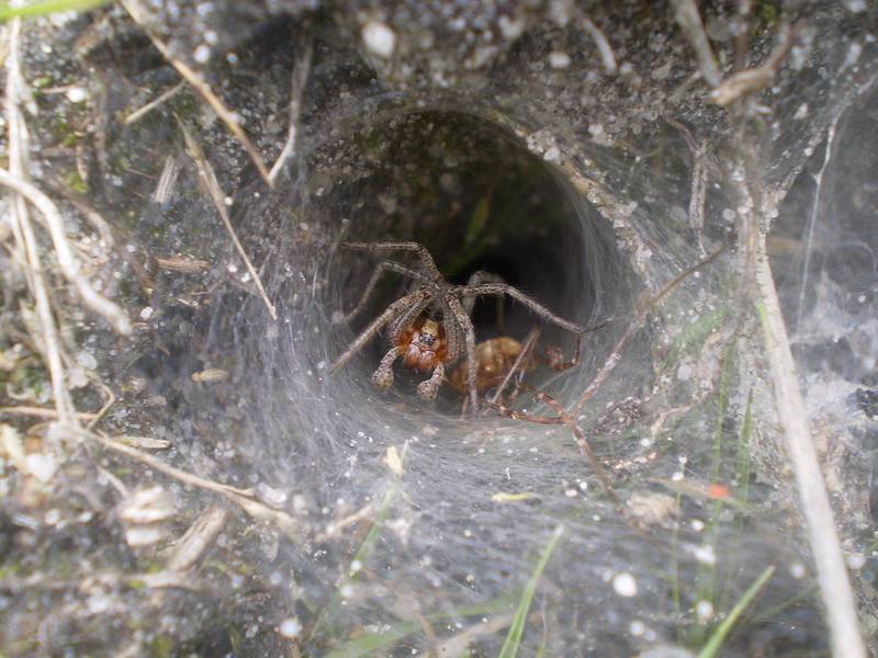 Паутина лабиринтового паука фото (лат. Agelena labyrinthica)