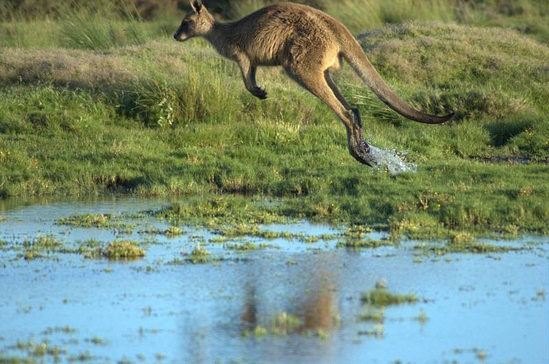 Гигантский кенгуру в прыжке фото (лат. Macropus giganteus)