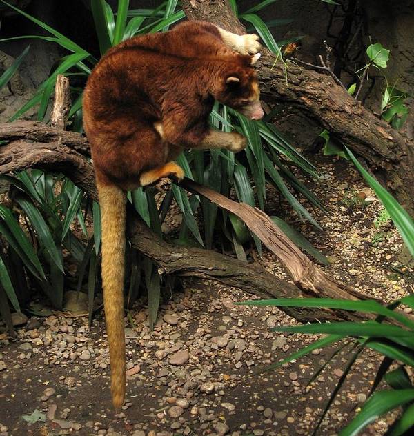 Хвост древесного кенгуру Матши фото (лат. Dendrolagus matschiei)