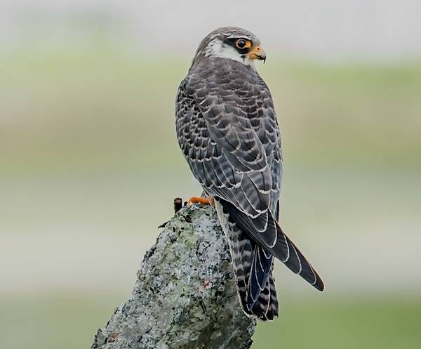 Амурский (восточный) кобчик фото (лат. Falco amurensis)