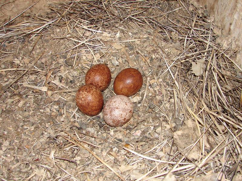 Гнездо сапсана (лат. Falco peregrinus) с яйцами фото