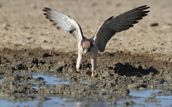 Крылья средиземноморского сокола фото (лат. Falco biarmicus)