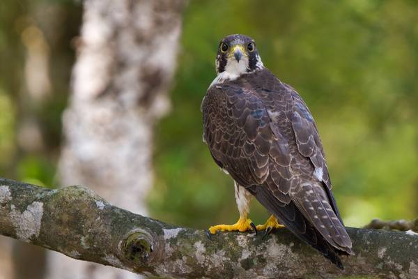 Сапсан фото (лат. Falco peregrinus)