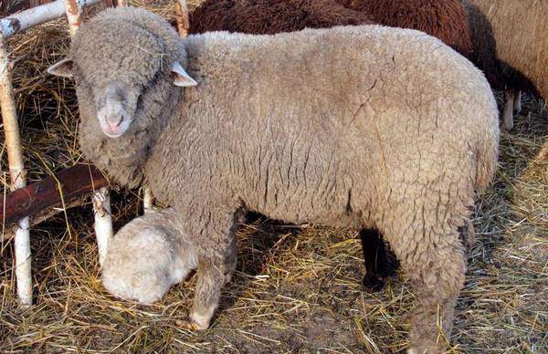 Алтайская порода овец фото