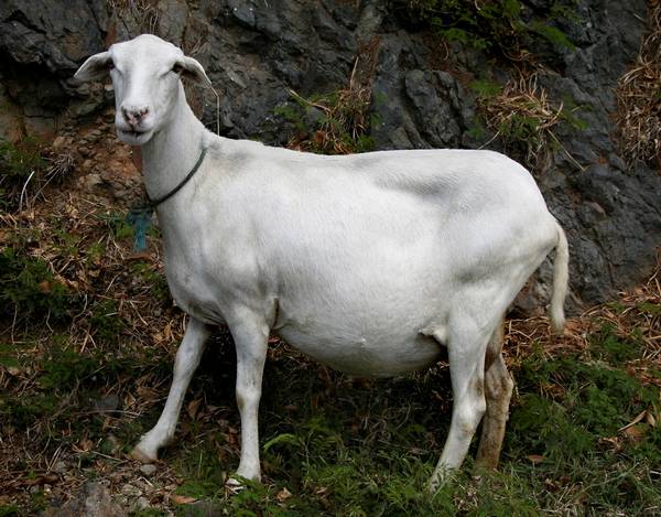 Беременная овца фото