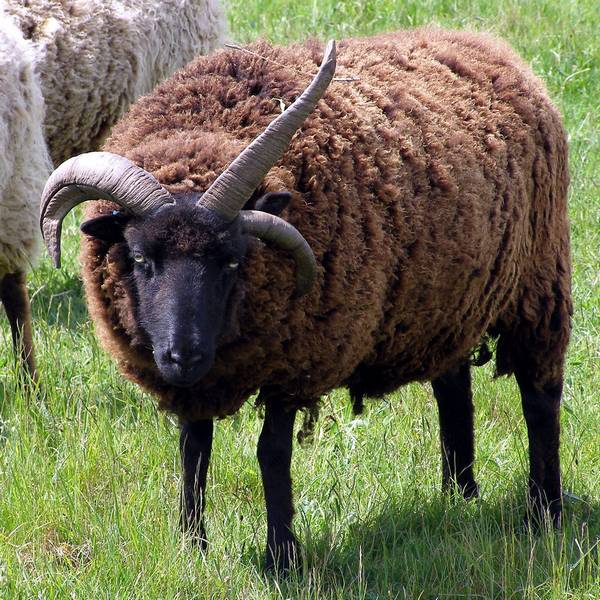 Гебридская овца с тремя рогами фото (лат. Ovis aries)