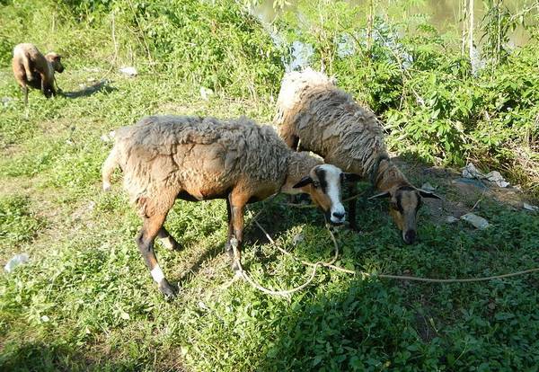 Гибрид овцы и козы (базл) фото