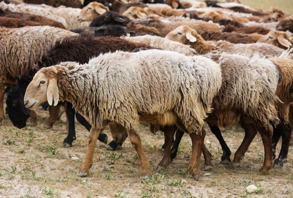 Гиссарская овца фото