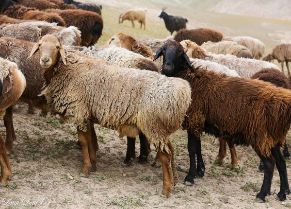 Гиссарская порода овец фото