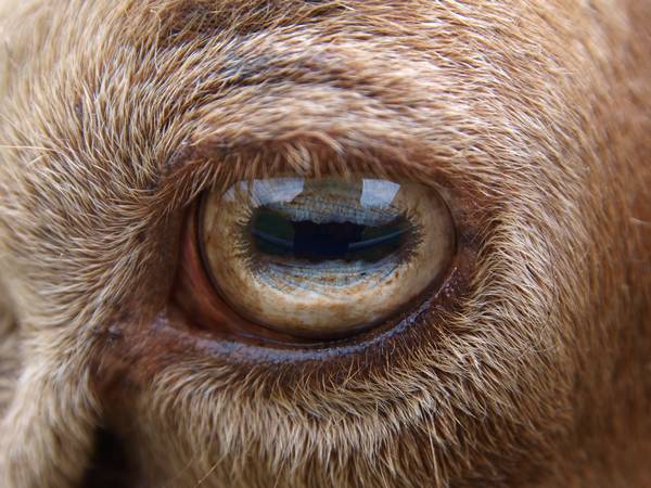 Глаза овцы фото (лат. Ovis aries)