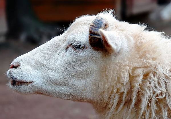 Голова овцы фото (лат. Ovis aries)