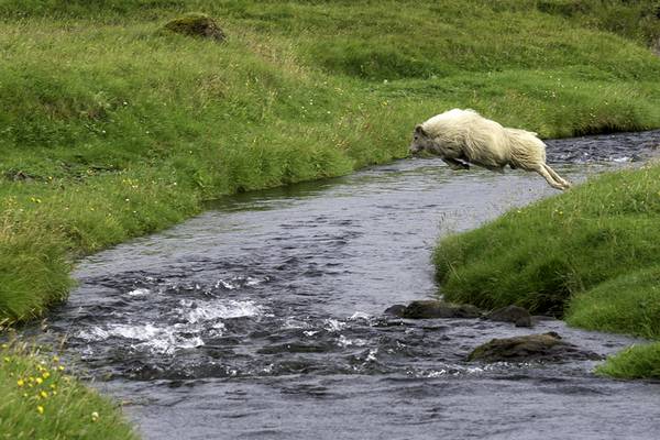 Исландская овца прыгает в реку фото